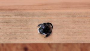 How to get rid of carpenter bees