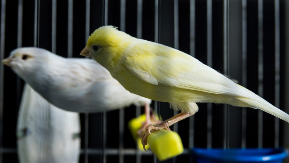 How to breed canaries