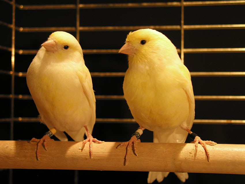 How to breed canaries