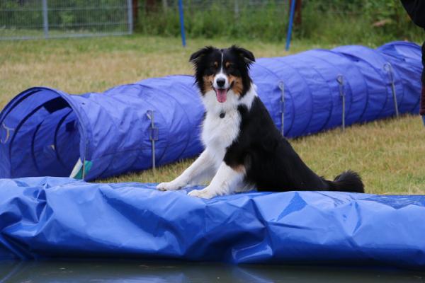 How to Train a Border Collie Yourself Within Short Time