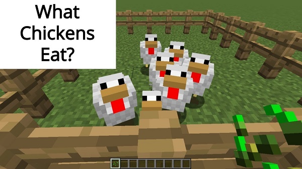 What do chickens eat in Minecraft
