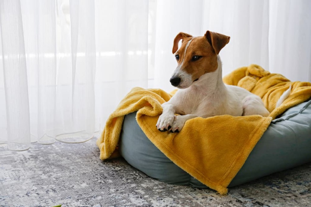 Self-Heating Dog Beds