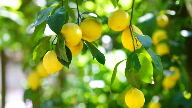 What is the Perfect Lemon Tree?