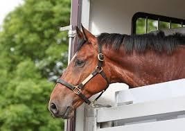 How to Choose the Right Horsebox for your Needs