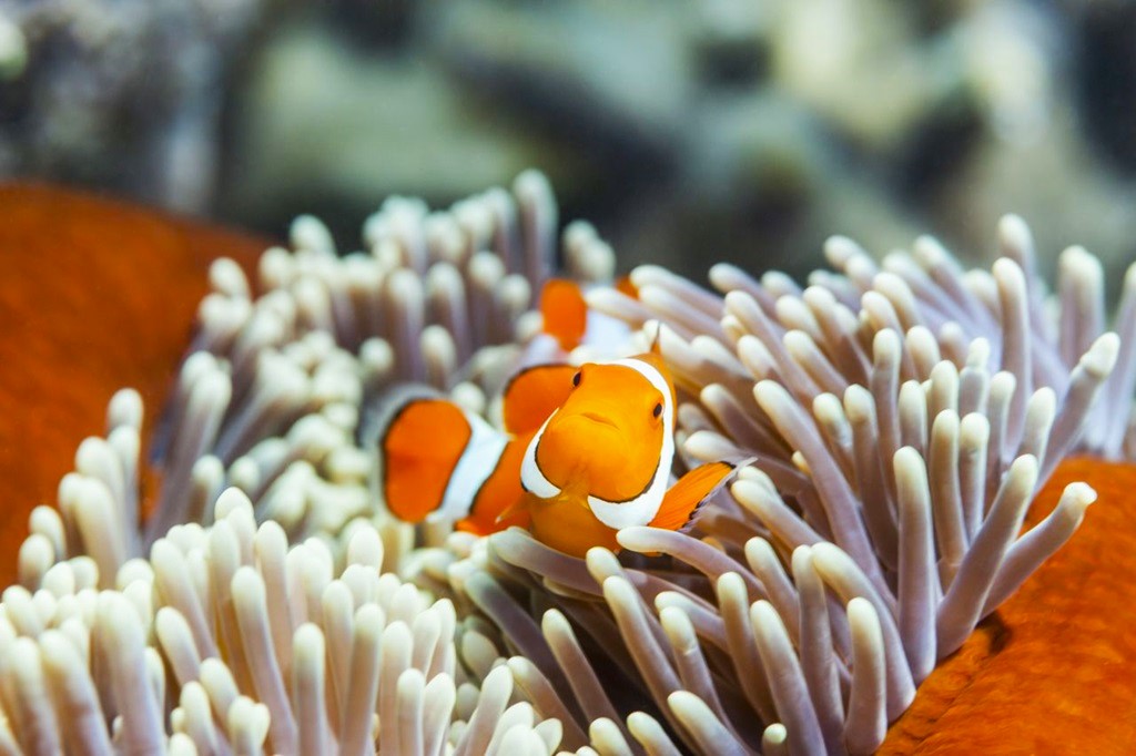 What are 10 interesting facts about clownfish?