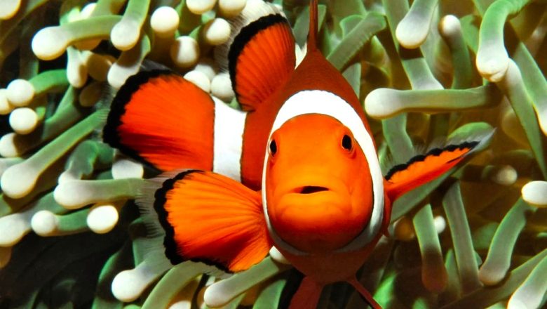 Feeding Clownfish in Aquariums: A Comprehensive Guide