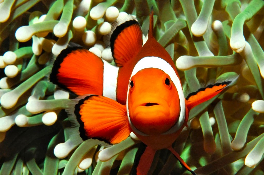 What kind of food do clownfish eat?
