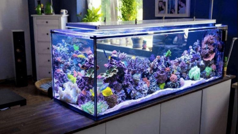 Safe and Unsafe Decorations for Reef Aquariums—What You Need to Know