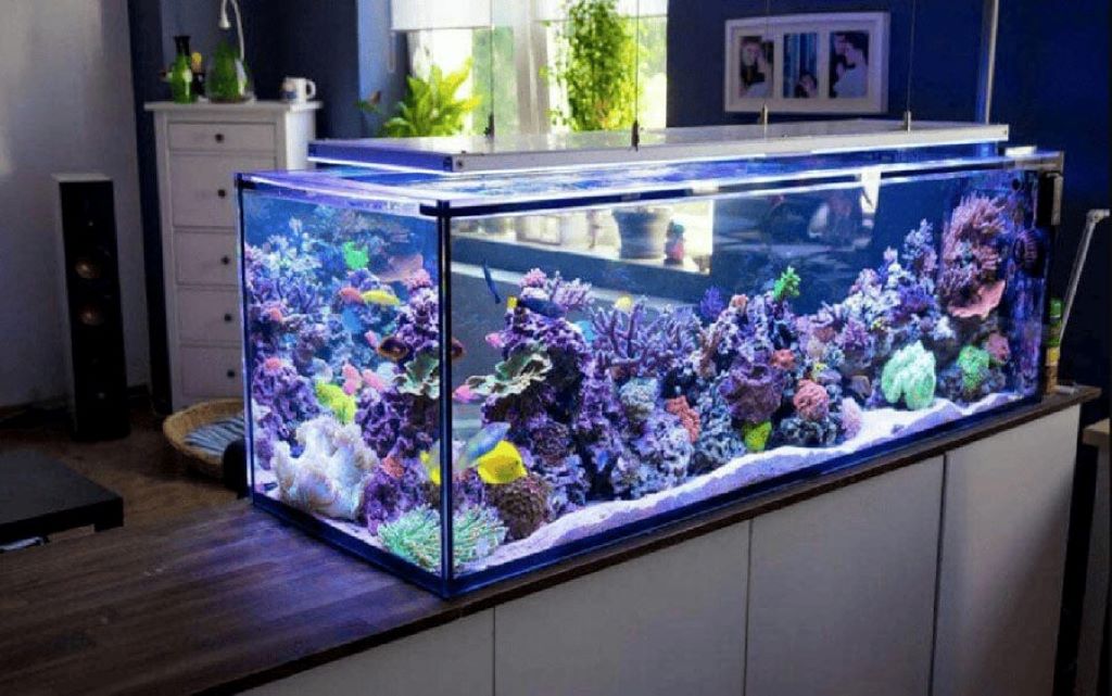 Safe and unsafe decorations for reef aquariums explained qui