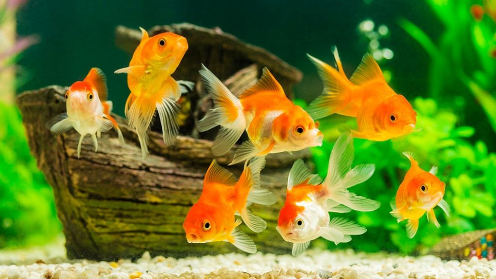 Safe and unsafe decorations for reef aquariums tips diy