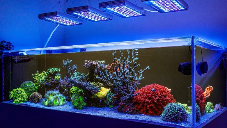 Top 5 LED Lighting Options to Enhance Your Aquarium’s Beauty