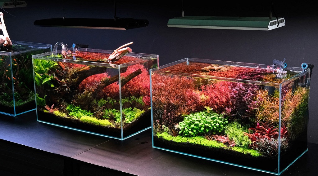 Do LED lights promote algae growth