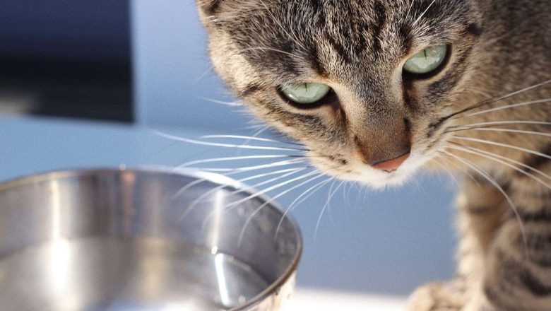 How Long Can a Cat Go Without Water? Vet-Approved Facts You Should Know