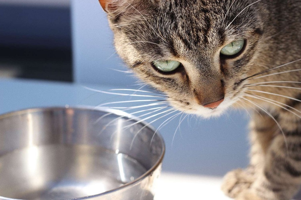 Can cats get enough water from wet food alone