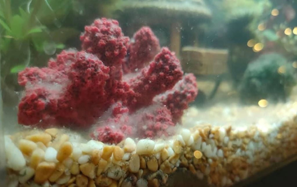 Close-up of white cotton-like fuzz on aquarium decoration showing fungal colony formation