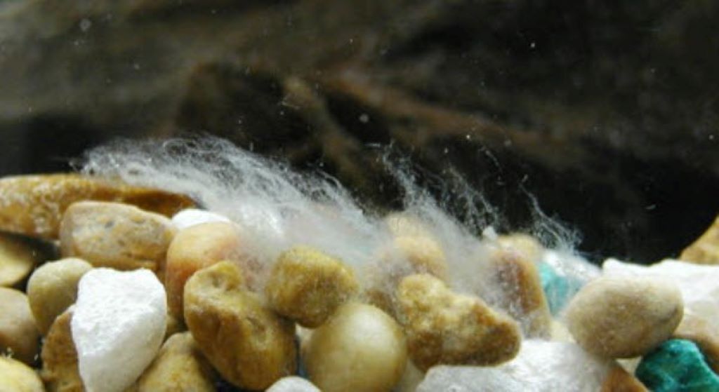 White fuzzy fungal growth visible in the corner of a freshwater fish tank with decorations